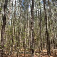 11.31 acres of Recreational and Residential Land For Sale in Southampton County VA images 4