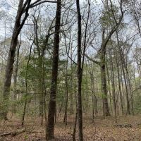 11.31 acres of Recreational and Residential Land For Sale in Southampton County VA images 5