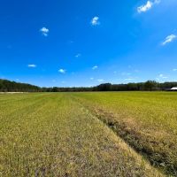 40 acres of Farming Timberland For Sale in Chesapeake VA images 4