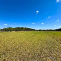 40 acres of Farming Timberland For Sale in Chesapeake VA images 5