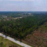 31.79 acres of Recreational Timber Land For Sale in Pamlico County NC images 3