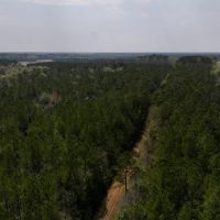 31.79 acres of Recreational Timber Land For Sale in Pamlico County NC images 5