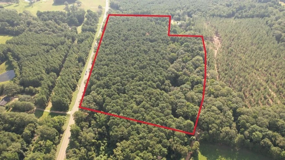 - 22 Acre Timber Hunting Tract in Amite County MS featured image