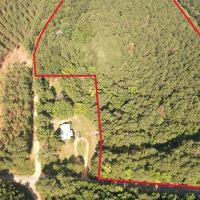 - 22 Acre Timber Hunting Tract in Amite County MS images 2