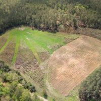 232 Acres Hunting Timberland for Sale St Helena Parish LA images 5