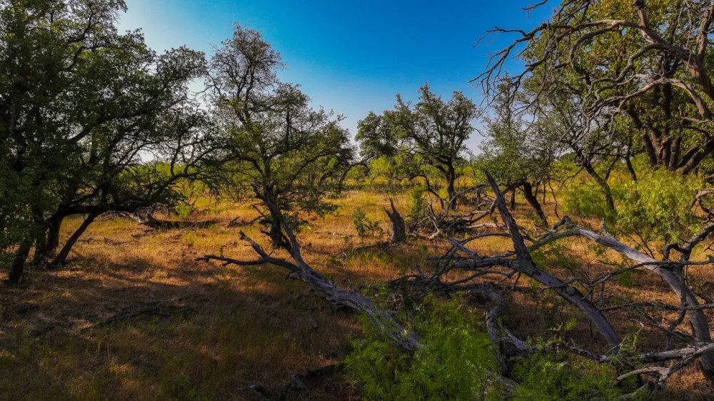Rustling Oaks Ranch featured image