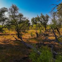 Rustling Oaks Ranch