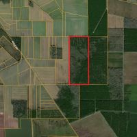 146-Acre Prime Hunting Timber Land for Sale in Beaufort Co. NC