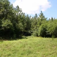 Snake Branch Road Tract images 4