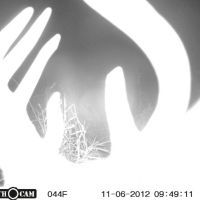 497 Acres in Clarke County…plenty of deer!