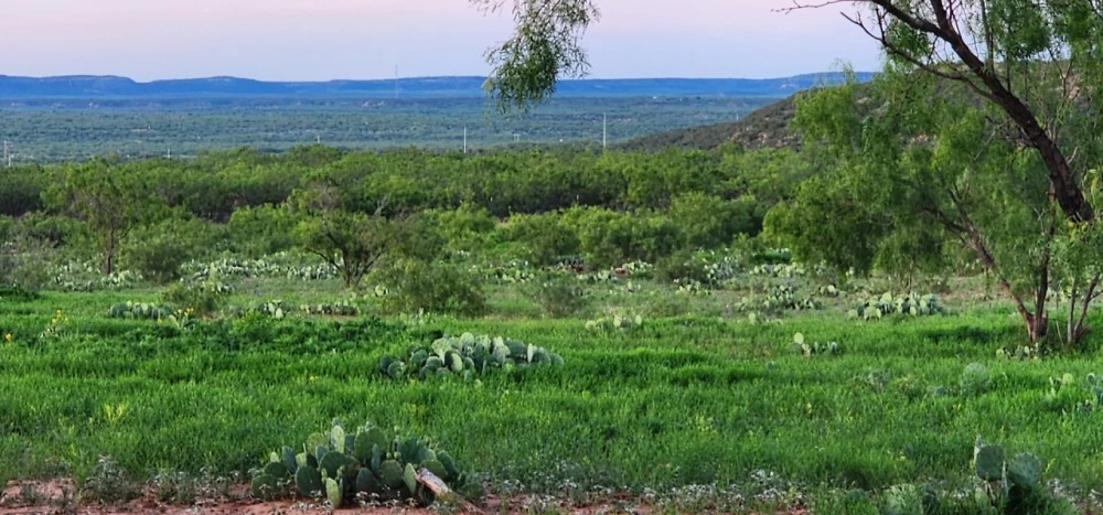 West Texas High Fenced Exotic Ranch in Coke County featured image