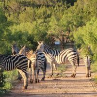 West Texas High Fenced Exotic Ranch in Coke County images 3