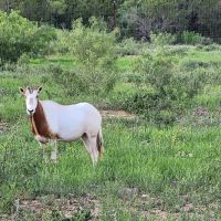 West Texas High Fenced Exotic Ranch in Coke County images 4