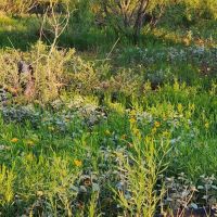 West Texas High Fenced Exotic Ranch in Coke County images 5