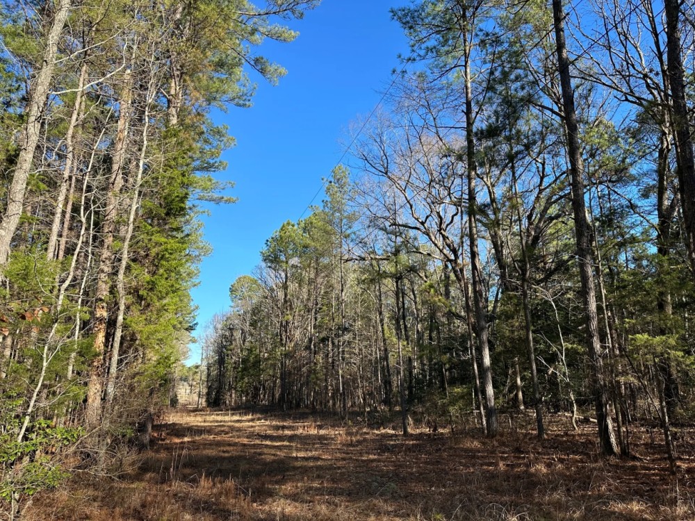 11.6 Acres in Choctaw County MS featured image