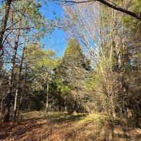 11.6 Acres in Choctaw County MS images 3