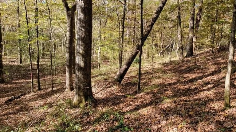 55 Acres in Adams County in Natchez MS featured image