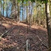 55 Acres in Adams County in Natchez MS images 5