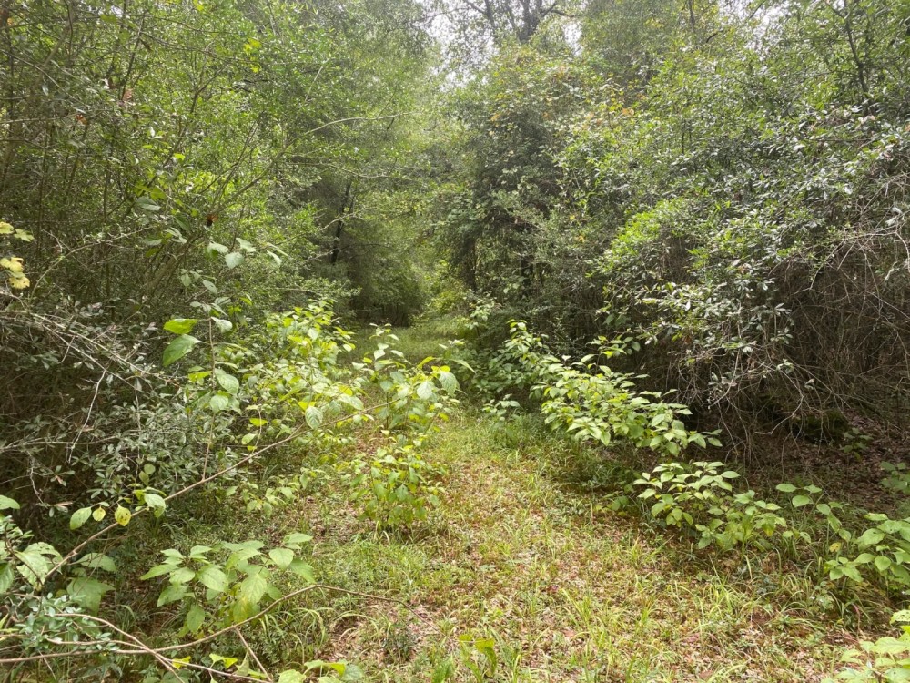 MS - Marion 9 acres - featured image