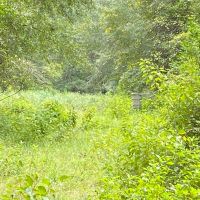 MS - Marion 9 acres - images 2