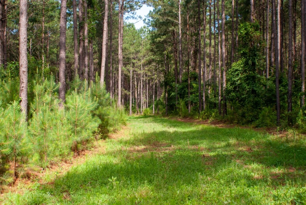 Old Collier Farm featured image
