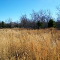 Hunt Fish Run Cattle or Horses and Build on this 39 Acres images 2