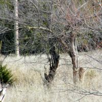 20 Acres for Hobby Farm Horses Homesite and Hunting images 2
