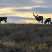 Tongue River Refuge images 5