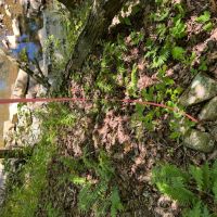 40 Acres For Sale in Leslie Ar images 3