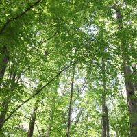 237 Acres of Hardwood Forest at Kingswood On Ni River Reservoir 411 Acre Lake images 3