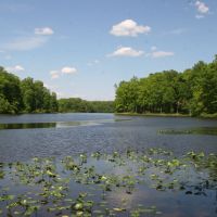 237 Acres of Hardwood Forest at Kingswood On Ni River Reservoir 411 Acre Lake images 4