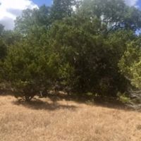 First Frk images 2