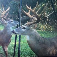 LA - Catahoula 247 acres -