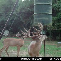 LA - Catahoula 247 acres - images 2