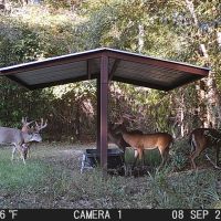 LA - Catahoula 247 acres - images 3