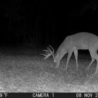 LA - Catahoula 247 acres - images 4