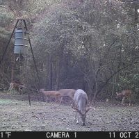LA - Catahoula 247 acres - images 5