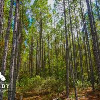 Treadwell images 2