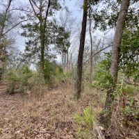 62 Ac Timber w Creek Jackson Co FL images 4