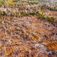 62 Ac Timber w Creek Jackson Co FL images 5