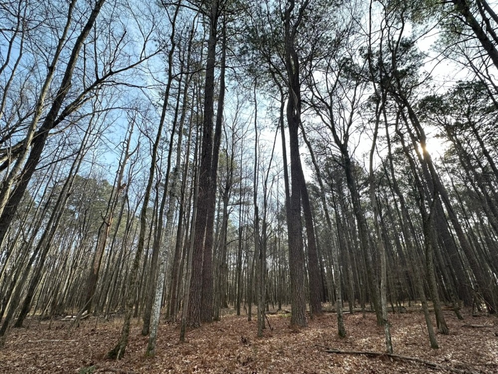 12 Acres in Choctaw County MS featured image