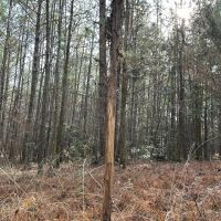 12 Acres in Choctaw County MS images 5