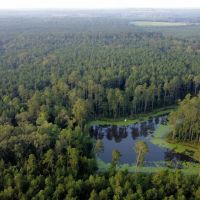 82 Acres Hunting Timberland for Sale South AR images 5