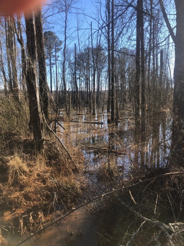 128 Ac 8 Pt Allen Rd Taylor Co. featured image