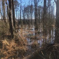 128 Ac 8 Pt Allen Rd Taylor Co.