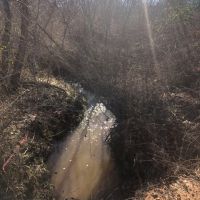 128 Ac 8 Pt Allen Rd Taylor Co. images 2