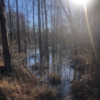 128 Ac 8 Pt Allen Rd Taylor Co. images 3