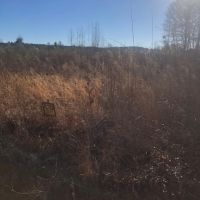 128 Ac 8 Pt Allen Rd Taylor Co. images 5