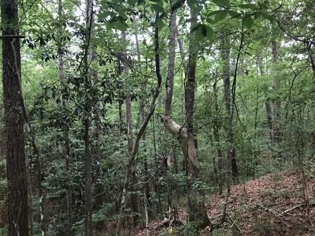 35.50 Acres in Simpson County Mississippi featured image