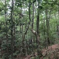35.50 Acres in Simpson County Mississippi